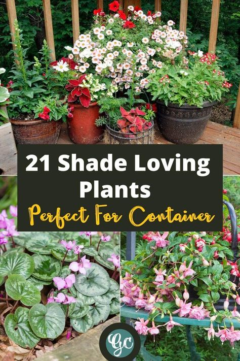 Potted Shade Flowers: 20 Great Shade-Loving Plants For Containers Partial Sun Container Plants, Partial Sun Planter Ideas, Part Sun Container Plants, Potted Plants For Shade, Deck Plants, Plants For Containers, Best Potted Plants, Container Gardening Shade, Shade Plants Container