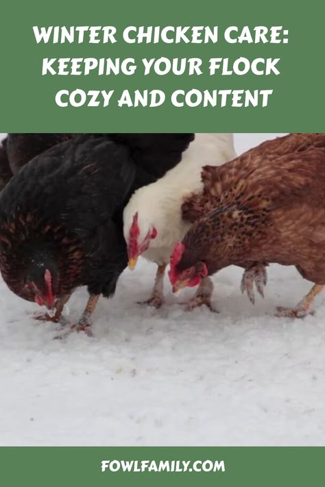 Winter Chicken Care Chickens In Winter, Chickens In The Winter, Chicken Care, Dust Bath, Coop Design, Egg Production, Perfect Chicken, Keeping Chickens, Christmas Tree Branches