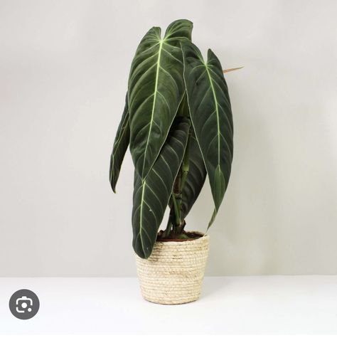 Philodendron melanochrysm Philodendron Melanochrysum, Houseplants Low Light, House Plants Indoor, Indoor Plant, Urban Jungle, New Leaf, Leaf Shapes, Best Life, Irritated Skin