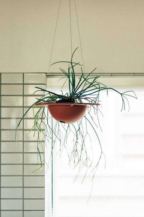 Japanese Hanging Plants, Japanese Plants Indoor, Japanese Indoor Plants, Plants Minimalist, Japanese Plants, Object Of Desire, Japanese Designs, Small Pots, House Plant Pots