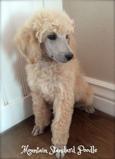 14 Apricot Standard Poodle, Poodle Haircuts, Standard Poodle Puppies, Poodle Hair, Poodle Haircut, Poodle Puppy Standard, Poodle Cuts, Poodle Puppies For Sale, Poodle Grooming