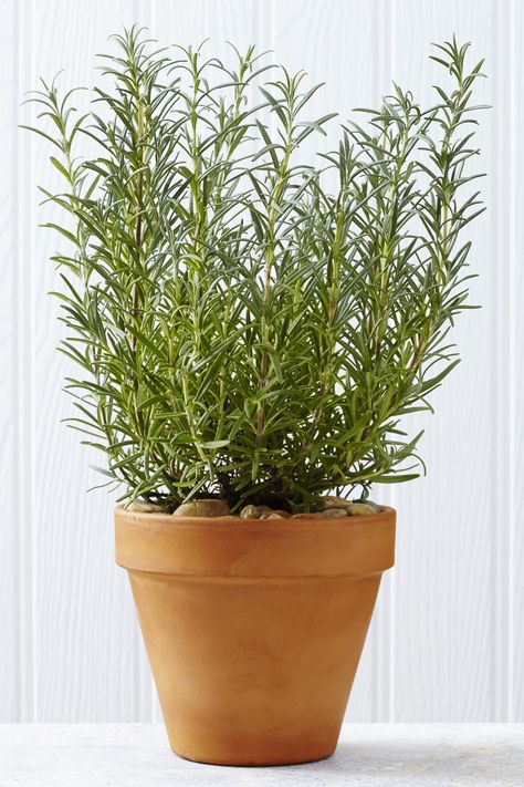 Plants That Repel Ants, Growing Rosemary Indoors, Rosemary Christmas Tree, Rosemary Tree, Best Plants For Bedroom, Easy Herbs To Grow, Growing Rosemary, Tattoo Plant, Rosemary Plant