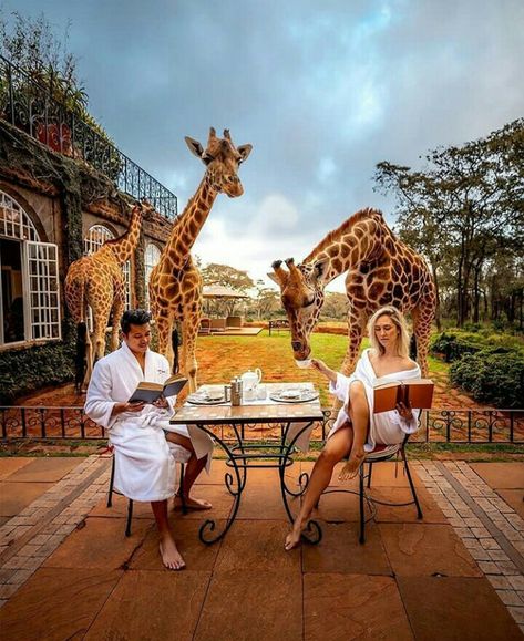 Africa Do Sul, Africa Safari, Destination Voyage, Honeymoon Destinations, African Safari, Giraffes, Africa Travel, Travel Couple, Aruba