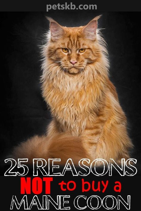 Digital Art Person, Mancoon Cats, Maine Cooney Cats, Art Person, Sleepy Cat, Cat Behavior, Cat Facts, Fluffy Cat, Cute Dogs And Puppies