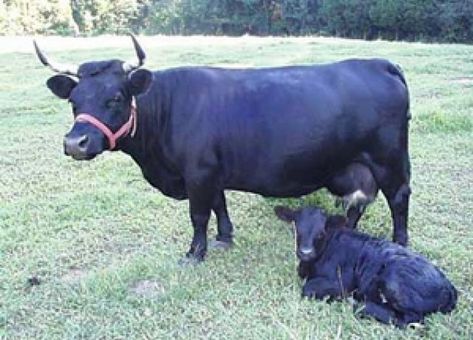 Miniature Cows For Sale, Dairy Cow Breeds, Milking Cows, Dexter Cattle, Miniature Farm, Miniature Cows, Mini Cows, Dairy Cattle, Beef Cattle