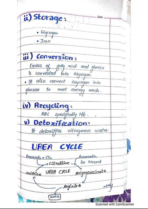 Urea cycle Botany Notes, Urea Cycle, Hand Written Notes, Jee Mains, Written Notes, Biology Notes, Zoology, Hand Written, Medical School