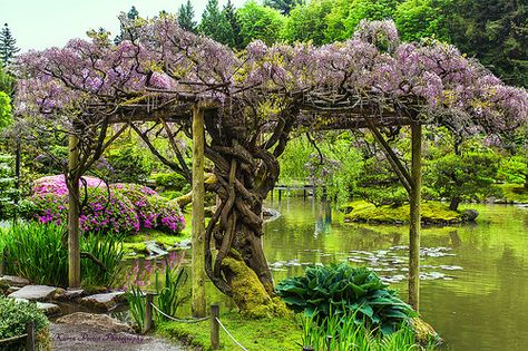 wisteria pergolas | Recent Photos The Commons 20under20 Galleries World Map App Garden ... Wisteria Trellis Ideas, Crescent Ideas, Wisteria Trellis, Wisteria Arbor, Vertical Trellis, Wisteria Pergola, Plants Tips, Memory Garden, Wisteria Garden