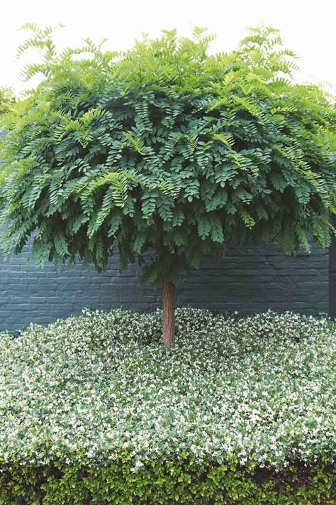 Ground cover: plants for down low | Centenary Landscaping Star Jasmine Ground Cover, Jasmine Ground Cover, Tree Star, Star Jasmine, Landscaping Supplies, Ground Cover Plants, White Gardens, Garden Pool, Garden Trees