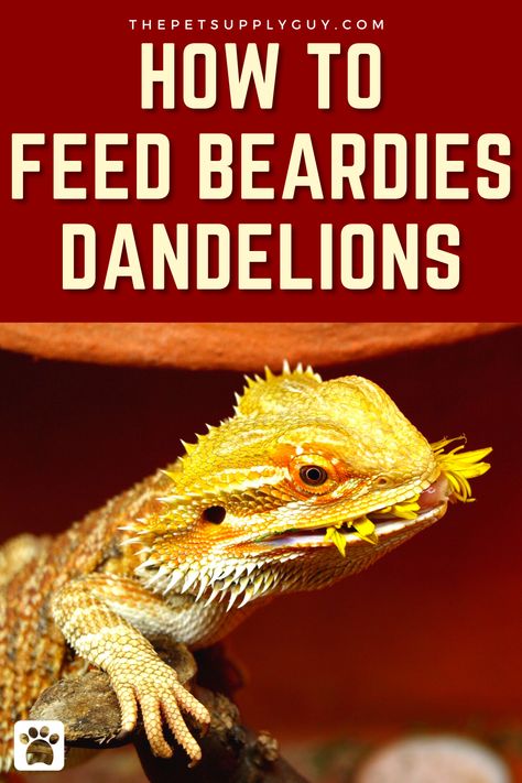 Bearded Dragon Dandelion Feeding Guide >> LEARN MORE @ ThePetSupplyGuy.com << #thepetsupplyguy #pet #pets #animal #reptile #reptiles #beardie #beardeddragon Bearded Dragon Playground, Dragon Playground, Baby Bearded Dragon, Reptile Care, Bearded Dragon, Lizards, Reptiles, Dandelion, Vitamins