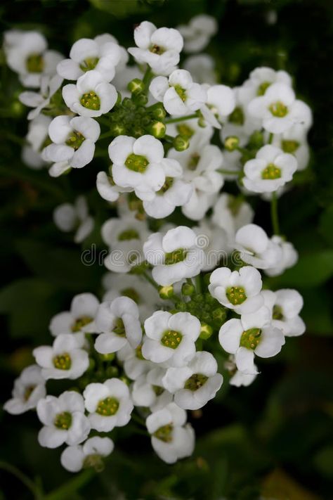 Alyssum Flowers, Easiest Flowers To Grow, Small Flower Gardens, Growing Cut Flowers, Flower Meanings, Garden Oasis, Winter Flowers, Bedding Plants, Vibrant Flower