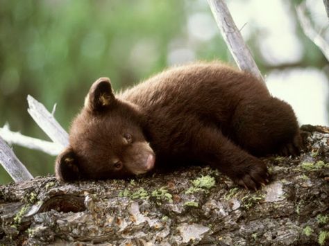 hibernating quotes - Google Search Baby Bear Cub, Bear Cub, Love Bear, Bear Cubs, Bear Wallpaper, Grizzly Bear, Baby Bear, Lynx, Black Bear