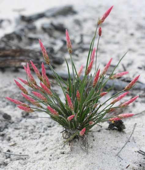 Pipe Lily | by philipbouchard Plant Library, Australian Trees, Low Water Gardening, Australian Native Garden, Australian Wildflowers, Australian Natives, Australian Flowers, Australian Native Flowers, Australian Plants