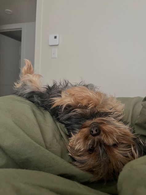 Yorkies Aesthetic, Yorkie Terrier Aesthetic, Yorkshire Aesthetic, Yorkie Aesthetic, Montreal Aesthetic, Yorkie Puppy Care, York Terrier, York Dog, Yorkshire Dog