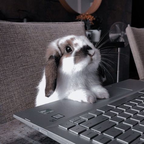 Funny Rabbits, Pet Bunny Rabbits, Cute Bunny Pictures, House Rabbit, Pet Bunny, Bunny Pictures, Small Toys, Adorable Bunny