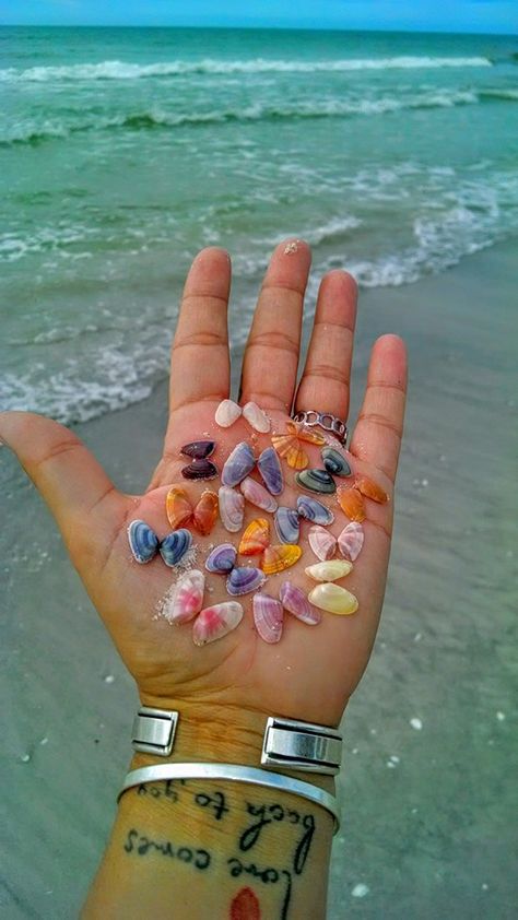 We used to find these in Florida all the time. Beach butterflies!  (Coquina shells) Ex For A Reason, Coquina Shells, Butterfly Beach, Kashmir Tour, Traveler Master, Sanibel Island Florida, She Sells Seashells, Between Friends, Important Message