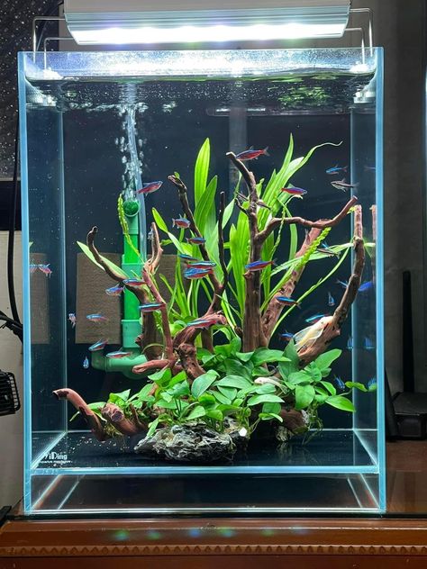 Nano Tank Aquascape, Nano Tank Aquascape Ideas, Square Aquarium, Cube Aquarium, Biotope Aquarium, Aquarium Architecture, Aquarium Garden, Fish Tank Terrarium, Cool Fish Tanks