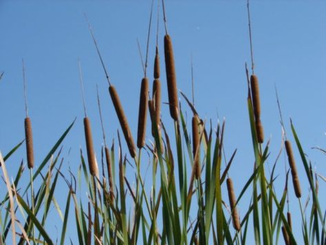 Kids find cattails fascinating to collect, hold and touch, and using cattails in crafts are a wonderful way for children to work with them. Cattails are perennial plants that grow abundantly in areas where the soil remains wet--marshes, swamps, wetlands, bogs, ponds and rivers. They can grow up to 6 feet high and ... Purple Spray Paint, Cat Tails, Edible Wild Plants, Wild Edibles, Garden Guide, Cat Tail, Wild Plants, Edible Plants, Different Plants