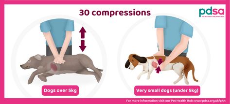 CPR for Dogs and Puppies Cpr For Dogs, How To Perform Cpr, Very Small Dogs, First Aid Course, Patient Education, British Bulldog, Very Tired, Pet Care Tips, Cpr