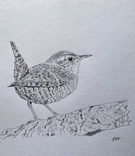 Wren Drawing Simple, Curlew Bird Drawing, Wren Tattoo Simple, Wren Sketch, Wren Bird Tattoo, Wren Drawing, Wren Tattoo, Curlew Bird, Core Tattoo