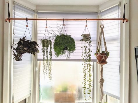 Using copper pipe to create a hanging plant area in a bay window Hanging Plant By Window, Plant Window Hanging Ideas, Bay Window Ideas Plants, Plant Curtains Ideas, Hanging Plant Shelf In Front Of Window, Bay Window Hanging Plants, Windowsill Living Room, Hanging Plants In Bay Window, Big Window Plant Display