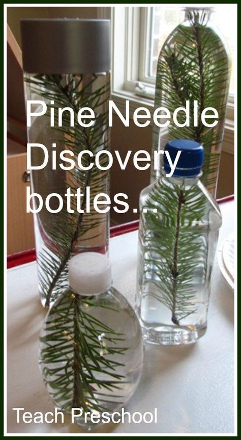 Pine Needle Discovery Bottles by Teach Preschool Abordagem Reggio Emilia, Discovery Bottles, Preschool Fall, Tree Project, Tree Study, Nursery Activities, Childhood Dreams, Fall Trees, Sensory Bottles