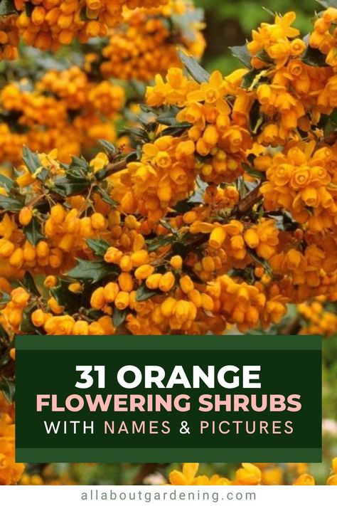 Thinking of adding some orange flowering shrubs to your home garden? There are many different types of bushes that display orange blooms when in season, so picking the right one can be a challenge. In this article, we take a deeper look at our favorites, with names and pictures of each! Orange Perinneals, Orange Flowering Shrubs, Orange Azalea Bush, Types Of Bushes, Mock Orange Bush, Orange Azalea, Rose Of Sharon Bush, Orange Flowering Plants, Perennial Bushes