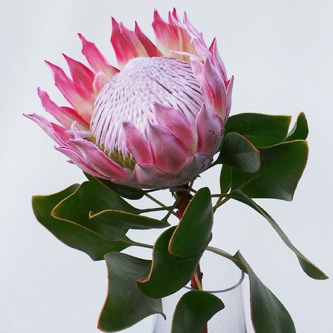 162 Likes, 13 Comments - Olde Wildflowers (@oldewildflowers) on Instagram: “King pink. #kingprotea #protea #proteaceae” Protea Art, Australian Wildflowers, King Protea, Australian Flowers, Garden Growing, Instagram King, Protea Flower, Grow Vegetables, Beautiful Flowers Photos