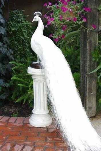 Would love to have these walking around during cocktail hour... So amazingly beautiful!! White Peacocks, Albino Peacock, Thanksgiving Games For Kids, Peacock Images, Peacock Pictures, Albino Animals, White Peacock, Most Beautiful Birds, Peacock Bird