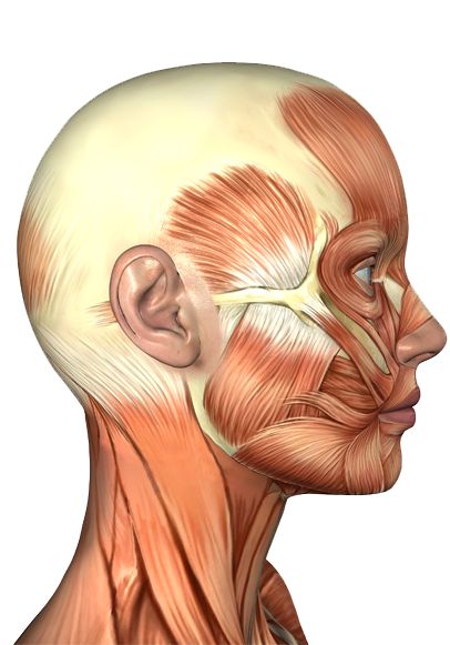 Face Muscles Anatomy, Facial Muscles Anatomy, Human Skeleton Anatomy, Human Muscle Anatomy, Anatomy Images, Muscles Of The Face, Skull Anatomy, Head Anatomy, Skeleton Anatomy