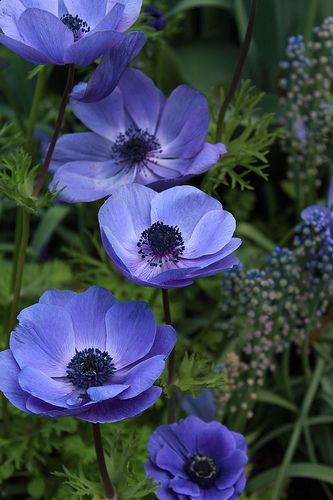 Longwood Gardens, Anemone Flower, Have Inspiration, Blue Garden, Delphinium, Exotic Flowers, Flower Beauty, Beautiful Blooms, Dream Garden