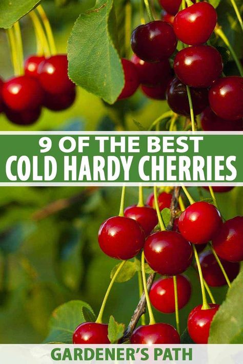 Think it’s impossible to find cherry trees that thrive in cold, northern climates? On the contrary – you can grow delicious cherries, sweet or sour, so long as pick the right variety. Learn about the best cold-hardy cherry varieties to produce your summer harvest now on Gardener's Path. #cherrytree #gardenerspath Sour Cherry Tree, Growing Cherry Trees, Growing Fruit Trees, Summer Harvest, Cherry Trees, Food Forest, Cherry Tart, Growing Fruit, Fruit Garden