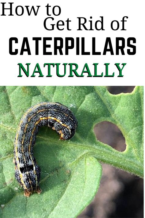 Caterpillars are one of the most common garden pests. Caterpillar infestation is the one of the biggest problems that farmers and gardeners face. If left alone, they can decimate entire crops and vegetable gardens. Different types of caterpillars will attack different types of plants, but there seems to be a caterpillar for every plant there is. Types Of Caterpillars, Black Caterpillar, Fuzzy Caterpillar, Outside Plants, Garden Remedies, Moth Caterpillar, Insecticidal Soap, Garden Pest Control, Plant Problems