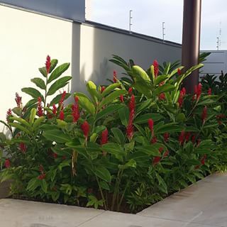 Alpinia Plants