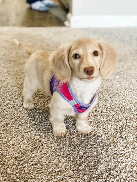 Cream Weenie Dog, Cute Weenie Dogs, Golden Dachshund, English Cream Dachshund, Cream Dachshund, Dachshund Puppy Funny, Daschund Puppies, Dachshund Breed, English Cream