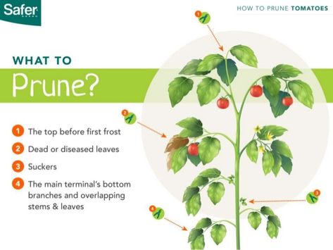 What to Prune? -The top before first frost -Suckers -Dead or diseased leaves -Overlapping stems and leaves -The main termi... Prune Tomato Plants, Tomato Suckers, Pruning Tomato Plants, Tomato Pruning, Organic Fungicide, Tips For Growing Tomatoes, Growing Tomato Plants, Tomato Farming, Bush Plant