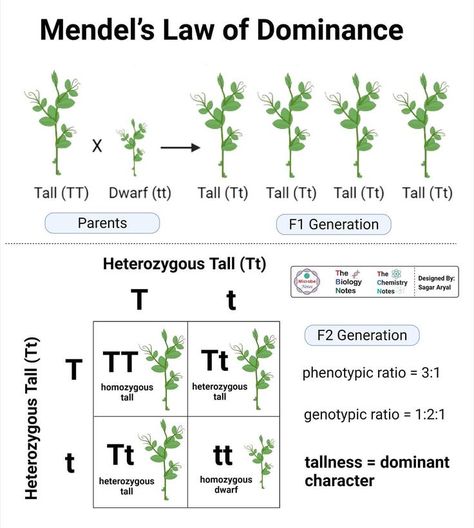 Mendelian Genetics Notes, Genetics Notes, Mendelian Genetics, Basic Biology, Gcse Biology, Biology Student, Absolute Unit, Scientific Method Worksheet, Mcat Prep