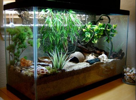 Love this crabitat setup Crab Paludarium, Hermit Crab Homes, Turtle Tank Setup, Hermit Crab Habitat, Crab Tank, Hermit Crab Tank, Turtle Terrarium, Frog Habitat, Frog Terrarium