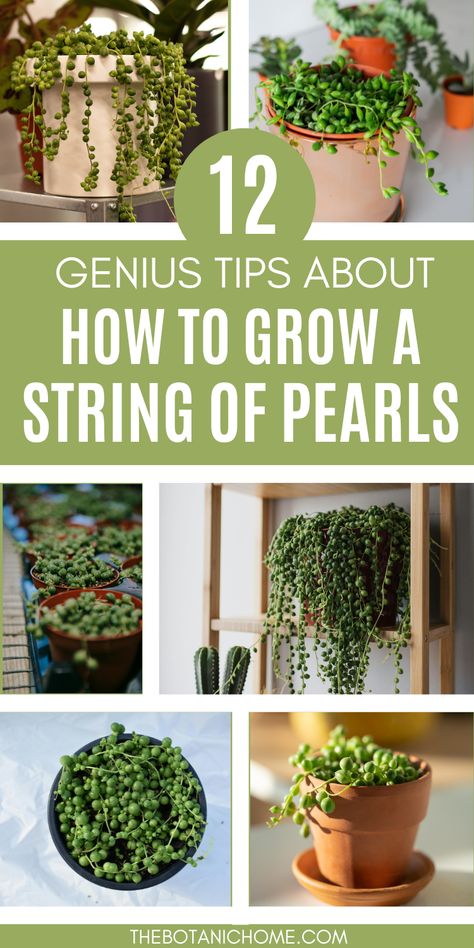 How To Grow & Care For A String Of Pearls Plant - The Botanic Home String Of Pearls Plant Care, Houseplant Guide, Pearl Succulent, Plant Vines, Low Light House Plants, Indoor Plants Styling, String Of Pearls Plant, Easy House Plants, Plant Goals