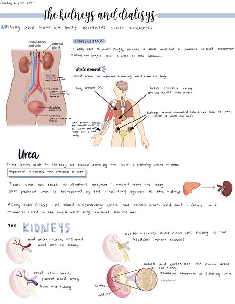 Coordination And Response Biology Notes, Kidney Notes Biology, Biology Notes Igcse, Igcse Biology Revision Notes, Grade 10 Science Notes, Biology Notes Class 10, Class 10 Science Notes Biology, Igcse Physics Notes, Biology Topics