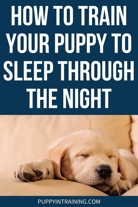 Kennel Training A Puppy, First Night With Puppy, Tired Puppy, Puppy Sleeping, New Puppy Checklist, Train Your Puppy, Crying At Night, Puppies Tips, Puppy Snuggles