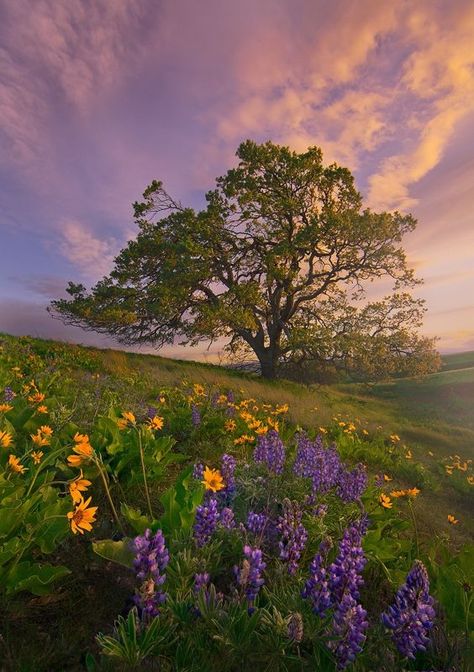 Whats Wallpaper, Image Nature, Lone Tree, 背景 シンプ�ル, Tree Wallpaper, Foto Art, Alam Yang Indah, Nature Aesthetic, Beautiful Tree