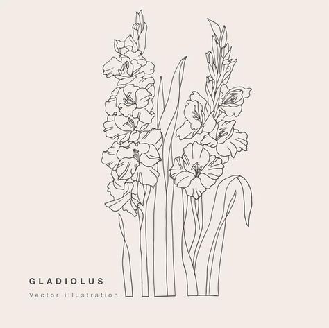 Light Pink Walls, Draw Vector, Gladiolus Flower, Calla Lily Flowers, Illustration Botanical, Design Tattoos, Flower Close Up, Flower Drawings, Flowers Illustration