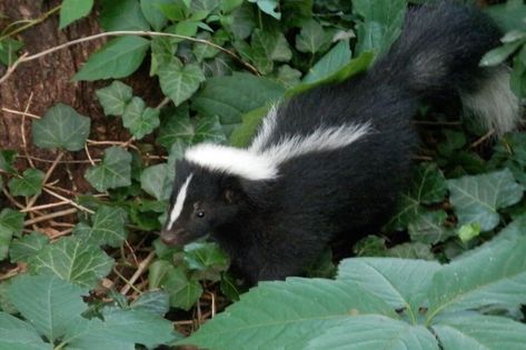 17 Natural Ways to Get Rid of Skunks - Dre Campbell Farm Winter Habits, Skunk Trap, Skunk Repellent, Getting Rid Of Skunks, Baby Skunk, Striped Skunk, Baby Skunks, Interesting Animals, Animal Habitats