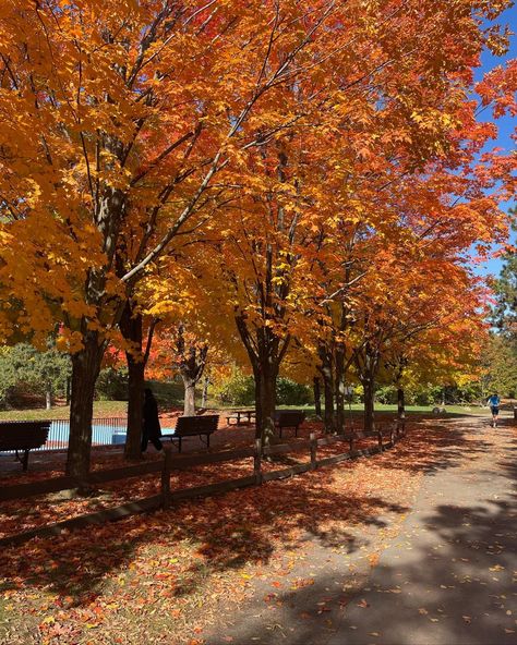 Autumn Trees Aesthetic, Fall Orange, Fall Trees, Fall Mood, Caramel Macchiato, Countryside House, Autumn Scenes, Autumn 2023, Autumn Scenery