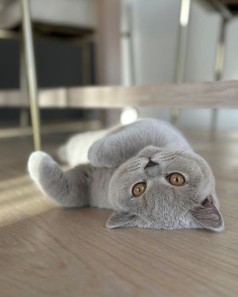 Scottish Cat, Chartreux Cat, Munchkin Cat, Russian Blue Cat, British Shorthair Cats, Baby Kittens, British Shorthair, Cat Aesthetic, Fat Cats