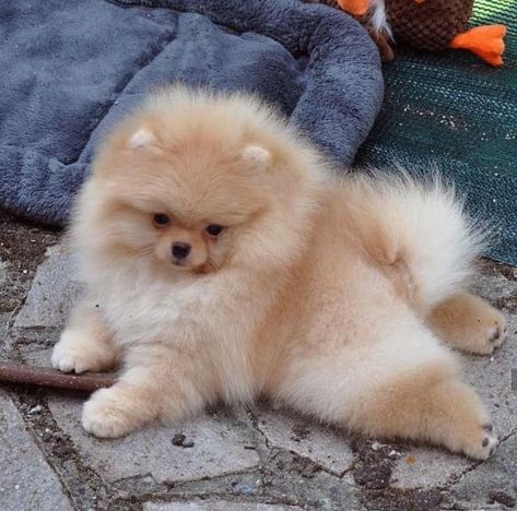 Poodle Cute, Big Dogs Breeds, Biggest Dog In The World, Puppy Boy, Biewer Yorkie, Biggest Dog, Teacup Chihuahua Puppies, Cute Teacup Puppies