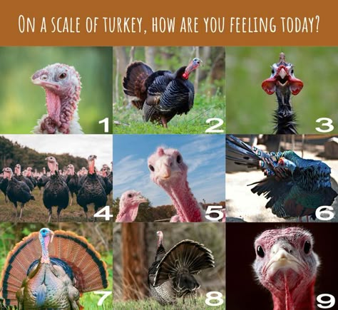 Social Emotional Check In, Mood Check In Classroom, Mood Check In Chart, On A Scale Of How Are You Feeling Today, Which Are You Today, Turkey Chart, Emotion Scale, Mood Scale, Animal Scales