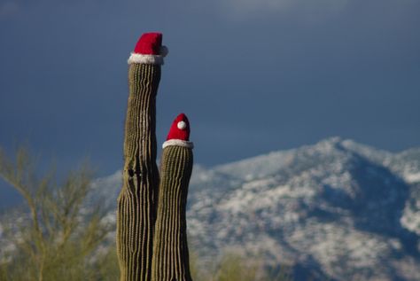 12 Reasons Christmas In Arizona Is The Absolute Best Arizona Activities, Arizona Christmas, Christmas Poetry, Things To Do Outside, Only In Your State, Wacky Holidays, Visit Arizona, Weird Holidays, Cowboy Christmas