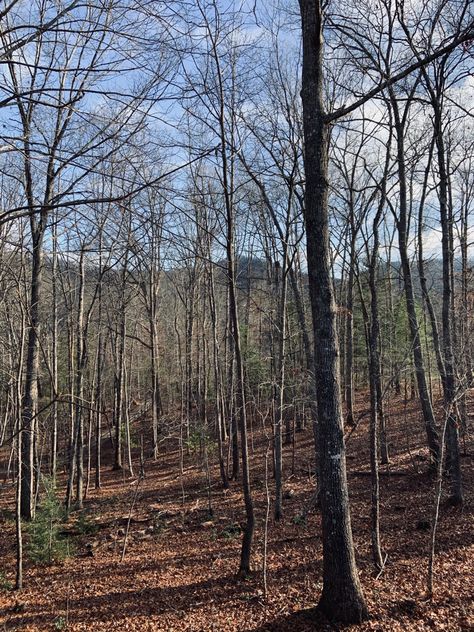 North Carolina Gothic, Asheville Aesthetic, Winter North Carolina, Nc Aesthetic, North Carolina Aesthetic, North Carolina Winter, Wooden Fencing, Life Core, Aesthetic Hiking