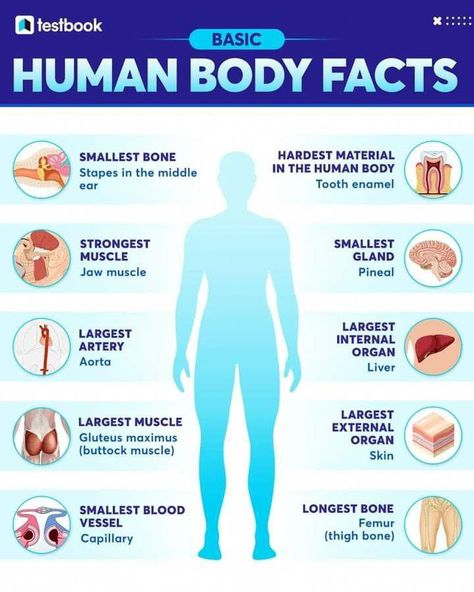 Elementary Health Lessons, Interesting Facts About Humans, Chemistry Help, Medical Terminology Study, Science Chart, Biological Science, Body Facts, General Biology, Science Study